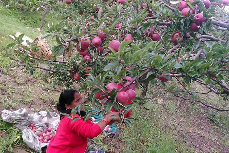 जुम्लाका किसानलाई स्याउ टिप्न चटारो