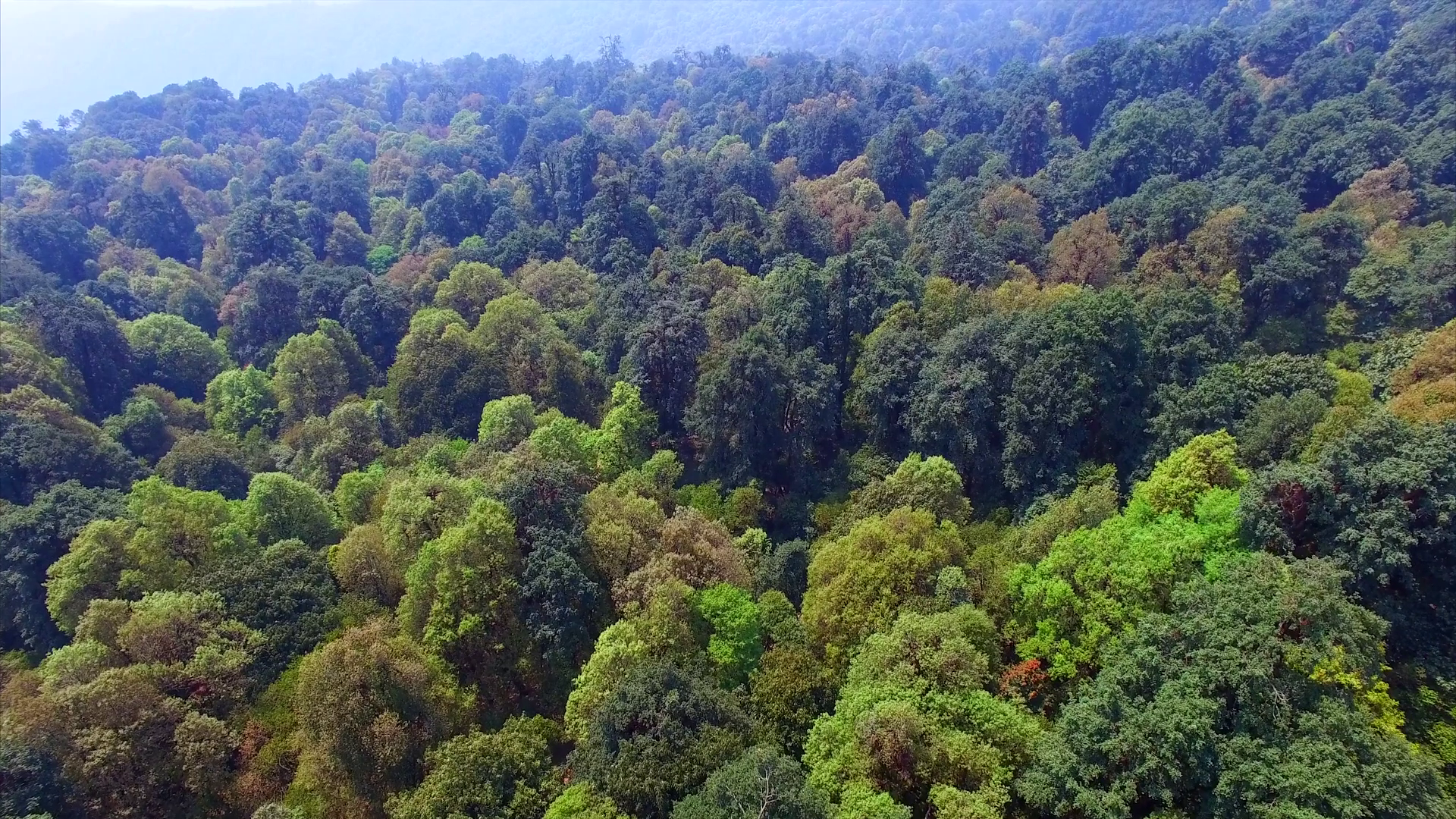निषेधाज्ञाभित्रै महोत्तरीका वनक्षेत्रमा तस्करी बढ्यो