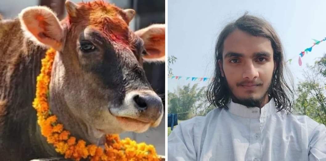 गाईको महत्व: गाईबाट प्राप्त हुने हरेक वस्तु अमृत समान