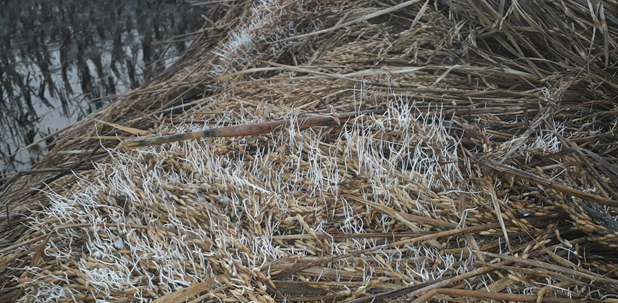 तीन प्रदेशमा दुई लाख ५८ हजार मेट्रिकटन धान नष्ट