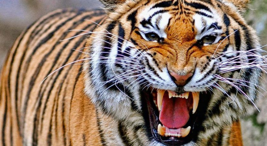 बाँकेको ढकेरी खण्डमा पाटेबाघ देखियो, आवागमनमा सतर्कता