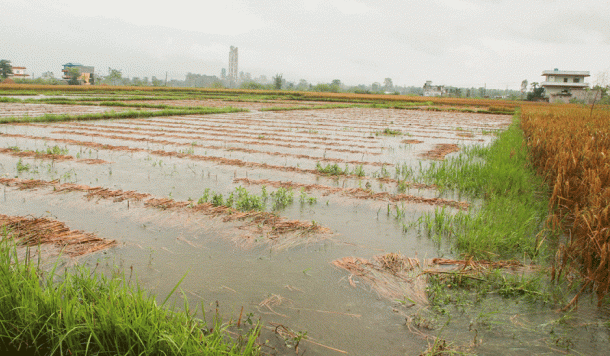 चितवनमा ३० प्रतिशत धानबाली क्षति