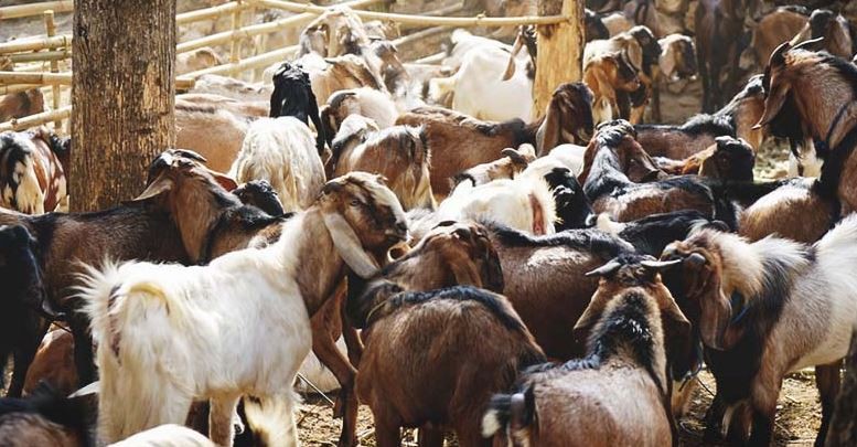 दसैँ तिहारमा ३० हजार खसीबोका माग, दैनिक एक हजार ५०० खसीबोका खपत