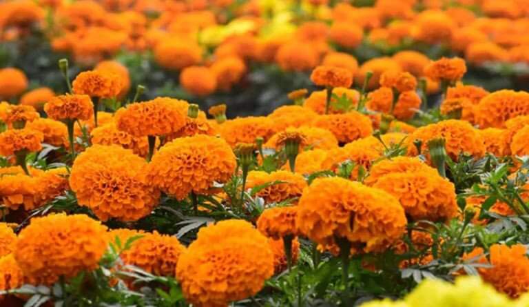तिहारको लागि ५० हजार बढी सयपत्री फूलको माला आयात हुँदै
