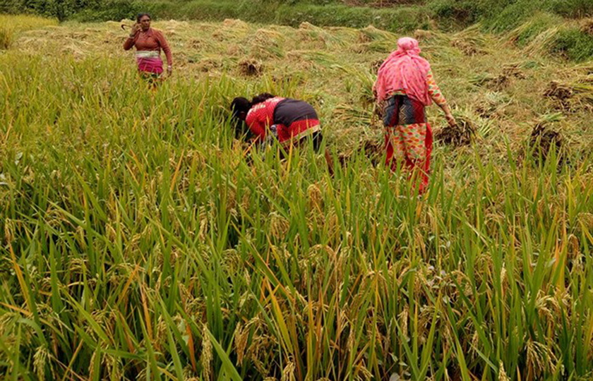 किसानलाई धान काट्नको चटाराे