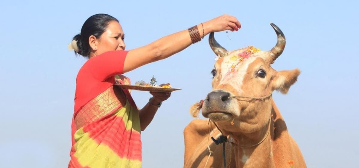 आज तिहारको चौथो दिन : गोवर्द्धन पूजा