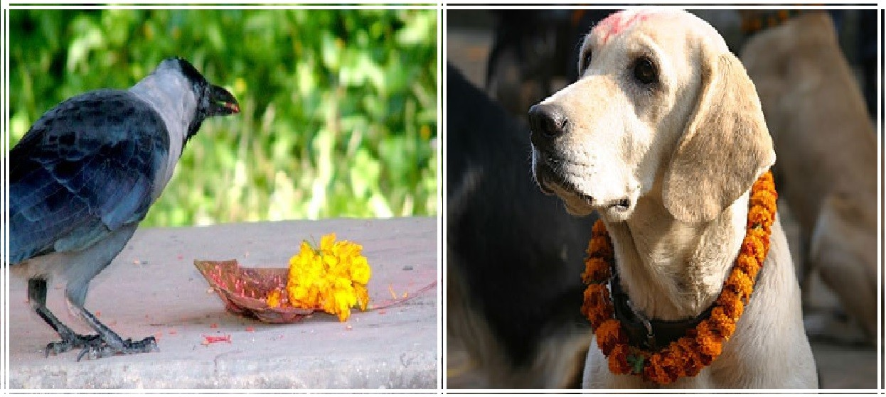 यमपञ्चकको आज दोस्रो दिन : काग र कुकुरको पूजा गरिदै
