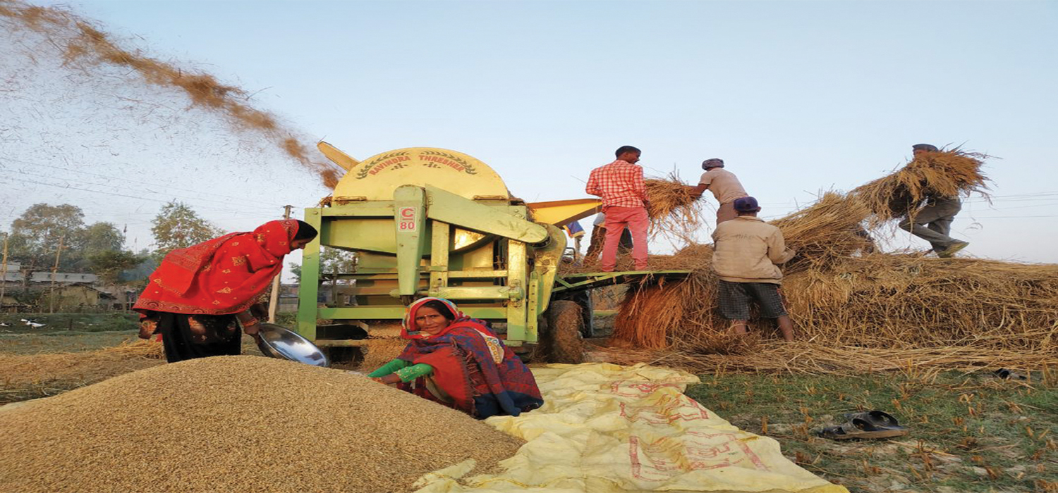 खाद्य कम्पनीले बाँकेका किसानसँग धान खरिद गर्ने