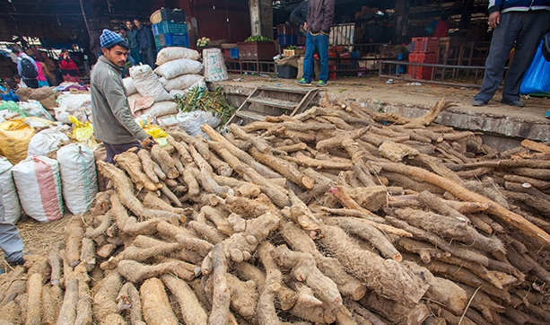 माघेसंक्रान्तिलाई लक्षित गर्दै महीना दिनमै भित्रियो १ हजार ७ सय १९ टन कन्दमूल