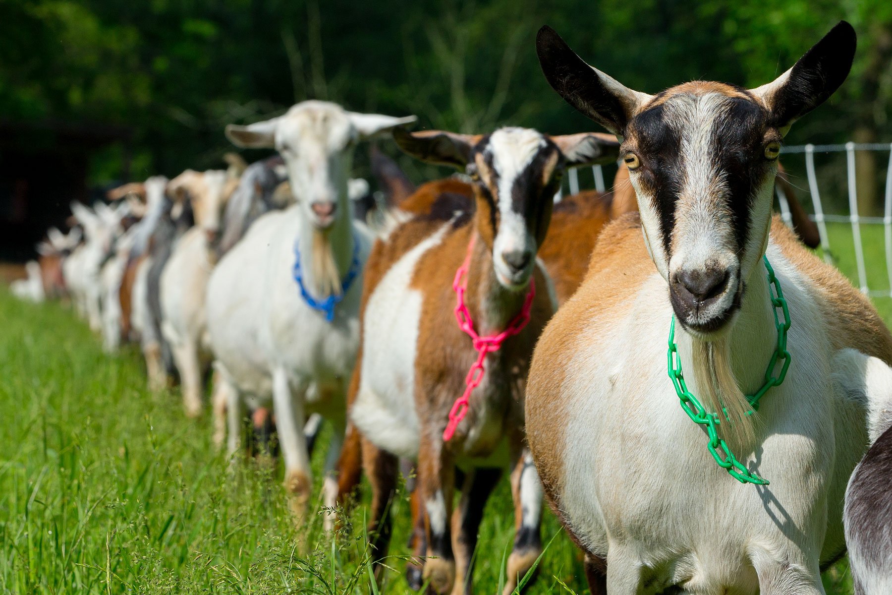 १० महिनामै विदेशबाट ४५ करोड २९ लाखको बाख्रा आयात
