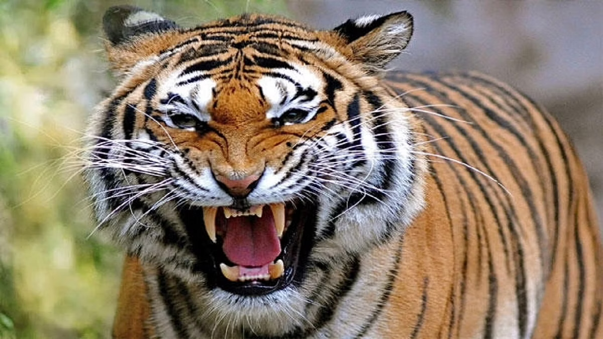 चितुवाको आक्रमणबाट तनहुँमा एघार बालबालिकाको मृत्यु