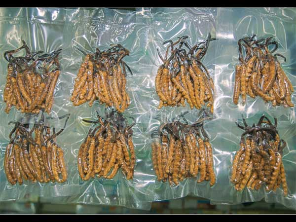 यार्सा उत्पादन घट्यो,कामका लागि भारत जान थाले