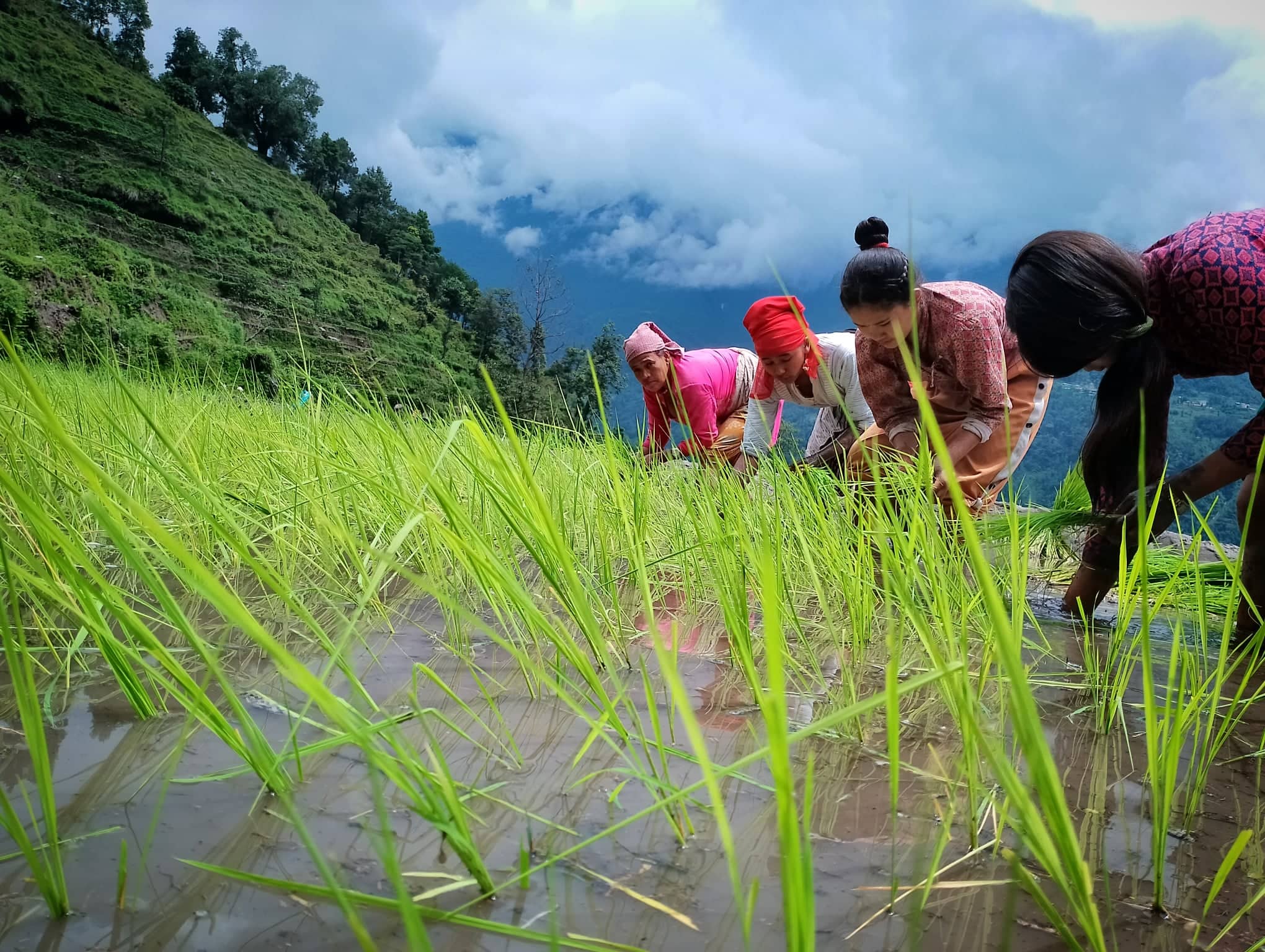 अर्बौं रकम बाहिरिए,२७ अर्बको चामल र १५ अर्बको धान आयात