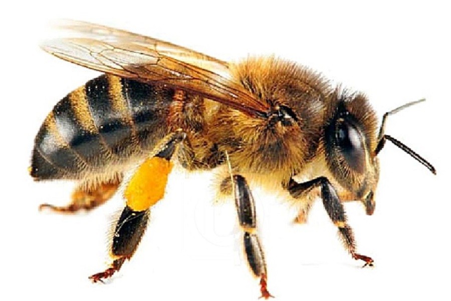 इलाममा अरिंगालले टोकेर १० जना घाइते