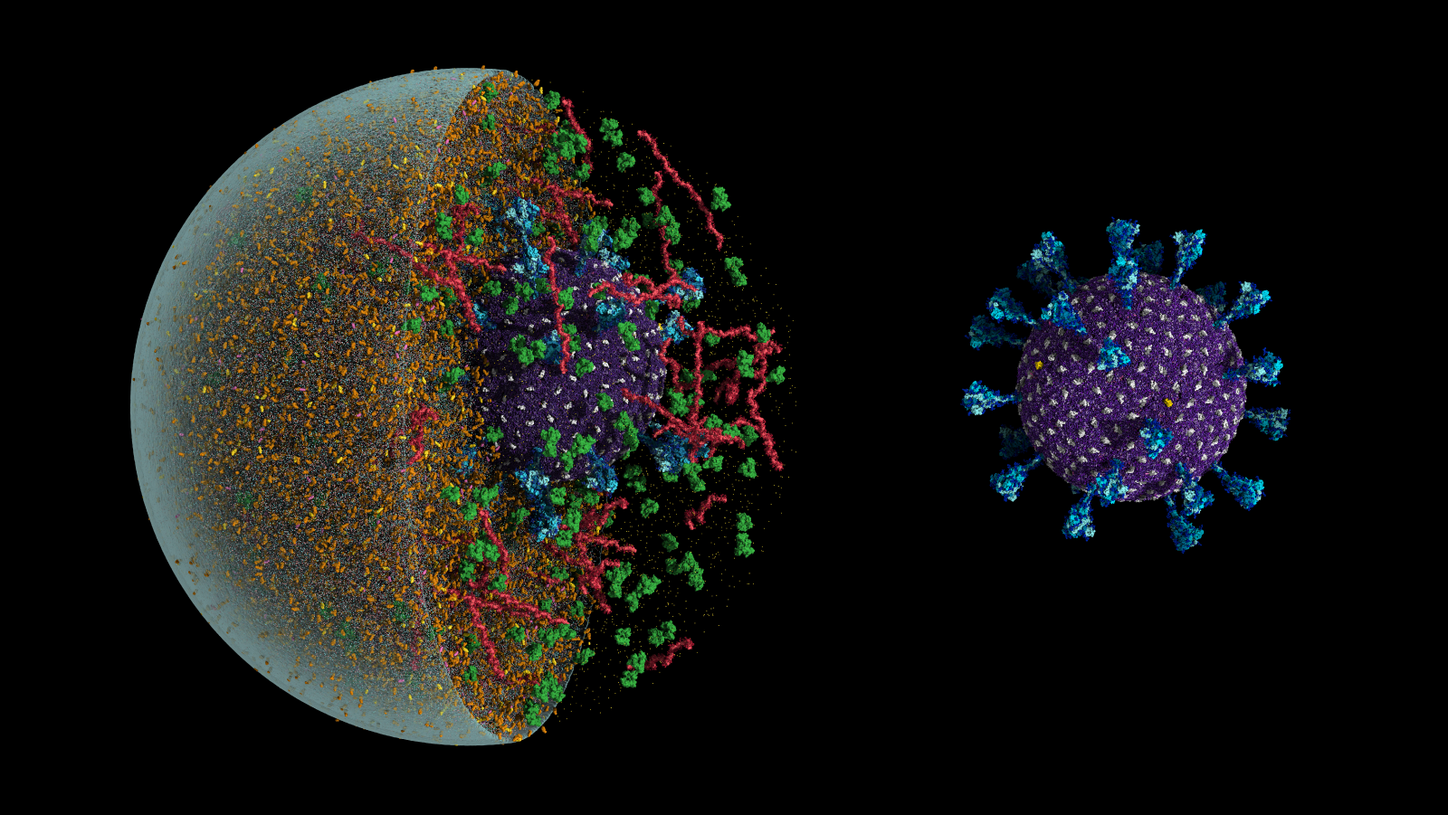 थप ८१ जनामा कोरोना सङ्क्रमण पुष्टि