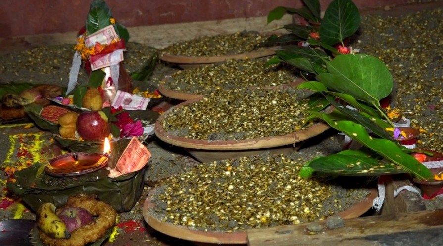 बडादसैं आजबाट सुरु, घरघरमा जौ, मकै , गहुँ आदिको जमरा राखिँदै