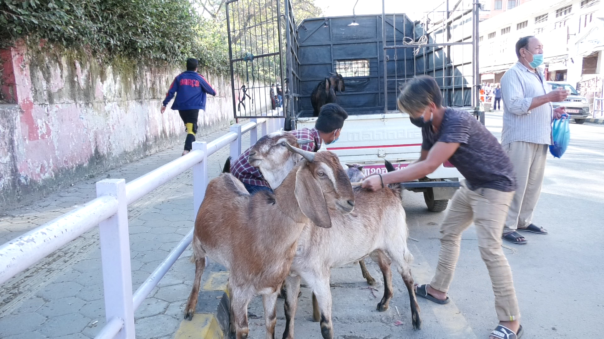 काठमाडौं उपत्यकामा ६० हजार खसीबोका खपत हुने