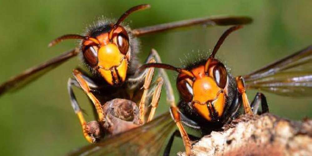 खोटाङका अरिङ्गालको टोकाइबाट एक जनाको मृत्यु, दुई घाइते