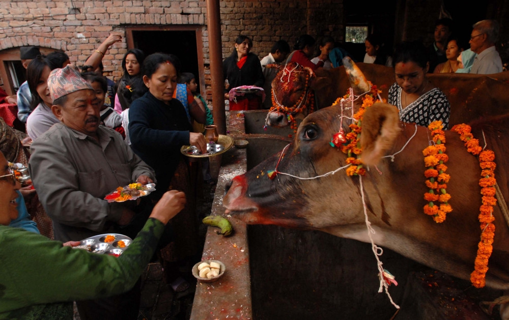 आज तिहारको चौथो दिन,गाईको पूजाआजा गरी मनाइँदै