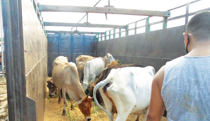 गाईगोरु पाल्ने किसानलाई भत्ताको व्यवस्था