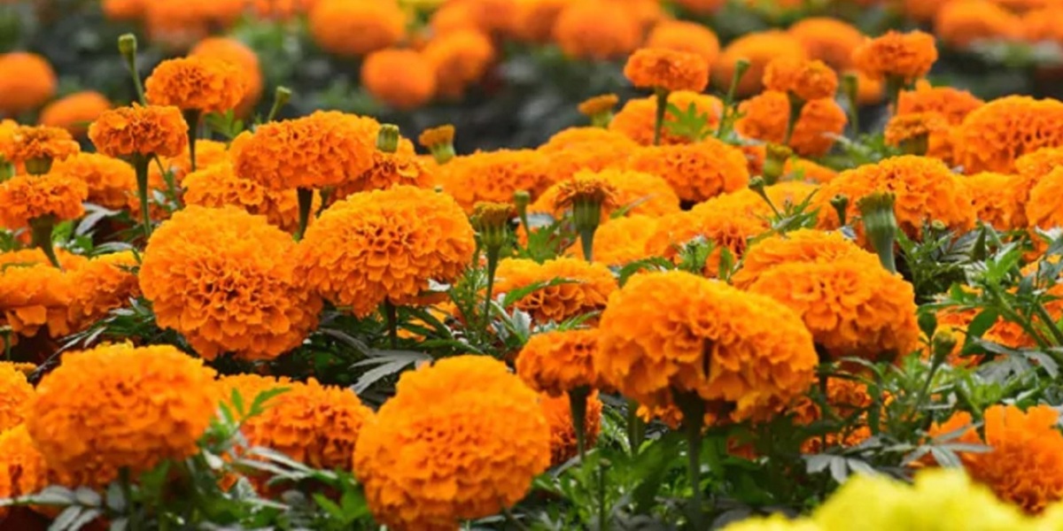 तिहारका १३ करोड ५० लाख बराबरको माला खपत हुने अनुुमान