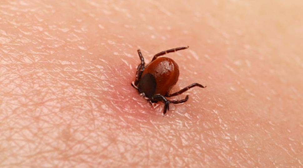 नेपालमा दुई हजारभन्दा बढीमा स्क्रब टाइफस पुष्टि