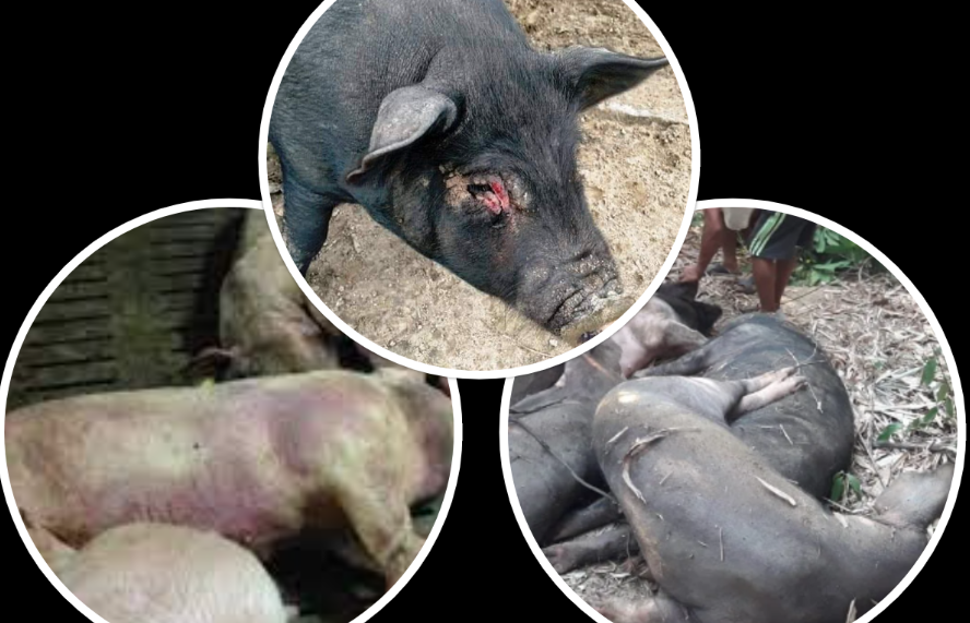 स्याङ्जामा’अफ्रिकन स्वाईन फिभर’ तीन सय बंगुर मरे