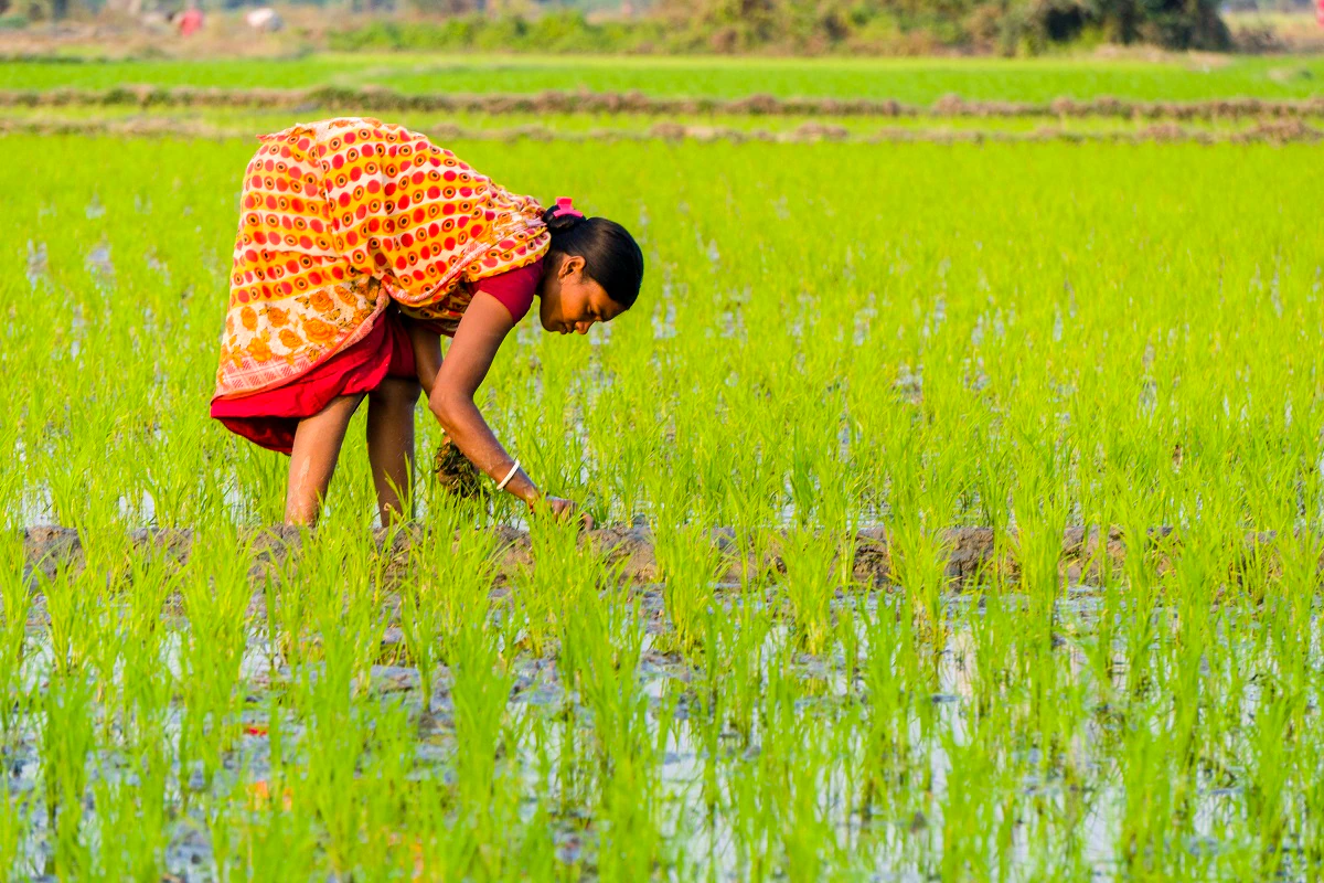 नयाँ नेता भित्रिँदै तर किसान चिल्लै