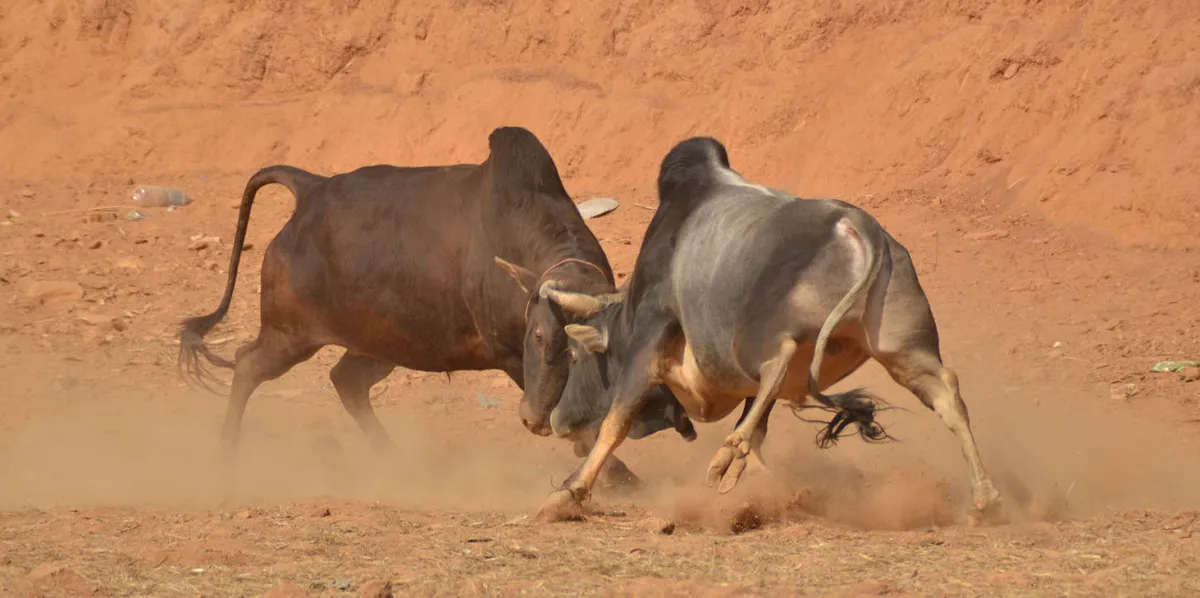 माघे संक्रान्ती पर्वका अवसरमा गोरु जुधाउने प्रतियोगिता