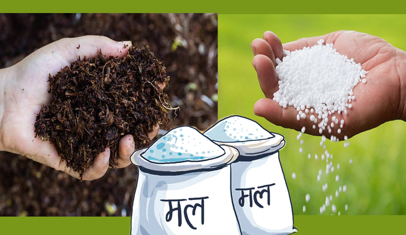 सरकारले रासायनिक मलमा दिँदै आएको अनुदान कटौती गरी मूल्य बढायो