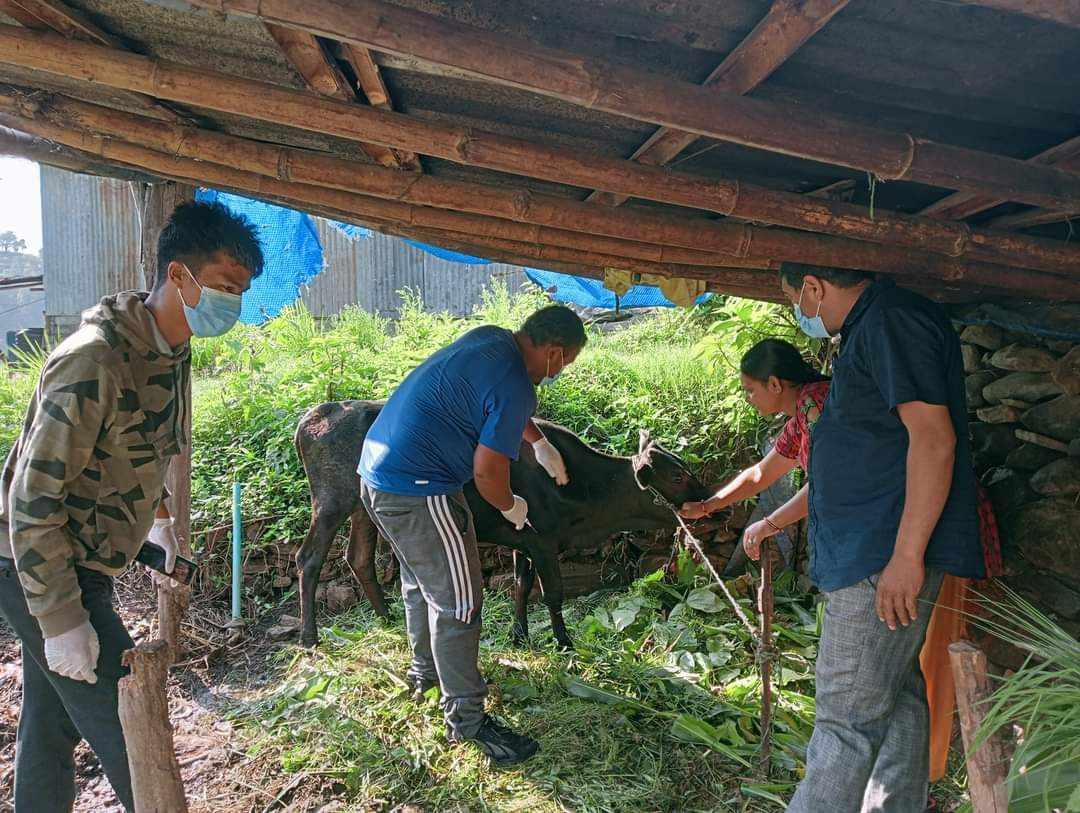 लम्पी स्किन रोग नियन्त्रणका लागि पचास लाख पशुलाई खोप दिनुपर्ने
