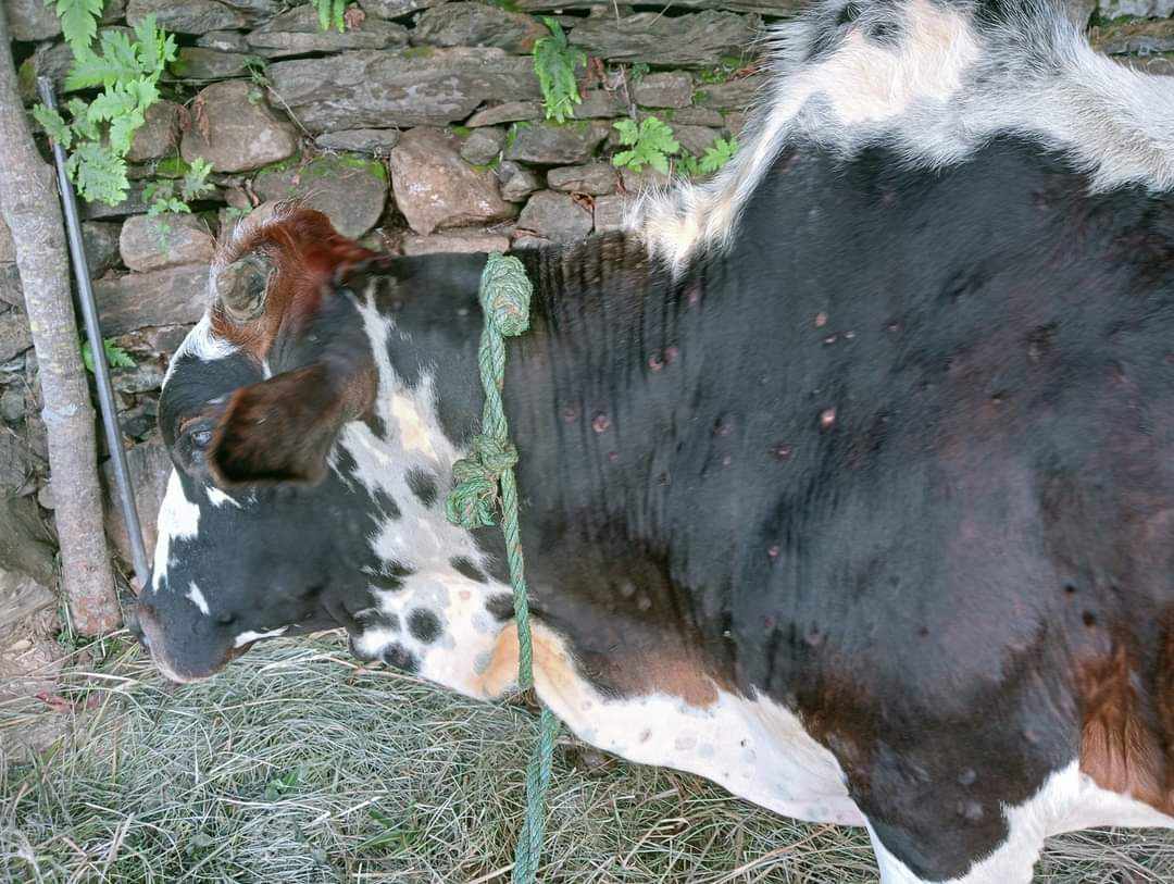 ‘लम्पी स्किन’ले गाँउ गाँउमा गोरु मर्न थाल्याे