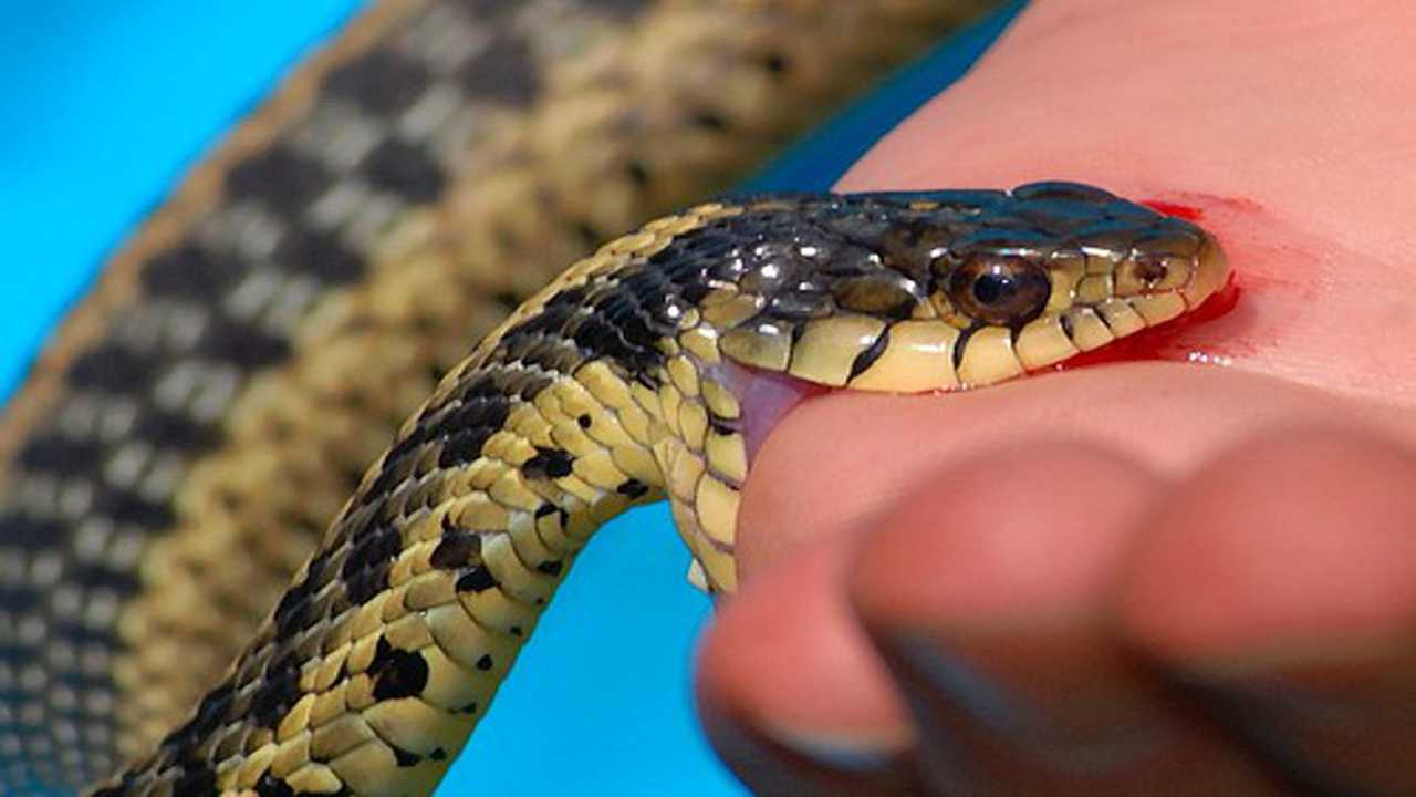 कपिलवस्तुमा सर्पले डसेर चार जनाको मृत्यु