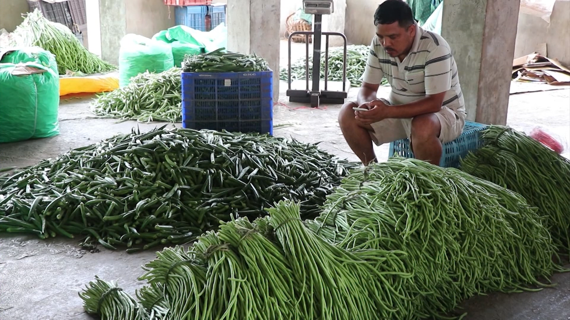 बिचौलिया हाबी हुँदा अधिकांश हरियो तरकारीको मूल्य वृद्धि