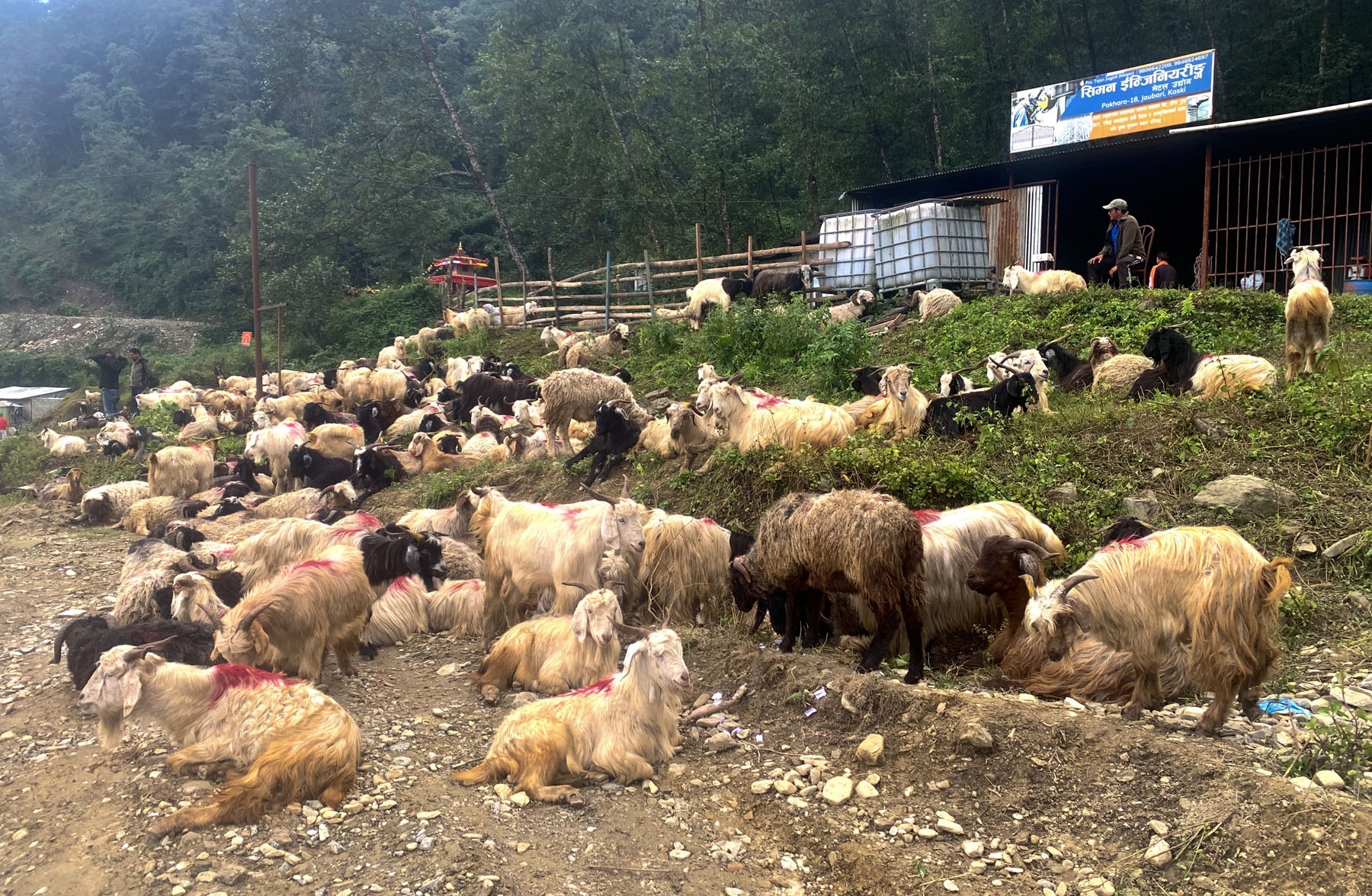 दसैँका लागि भित्रियो च्याङ्ग्रा