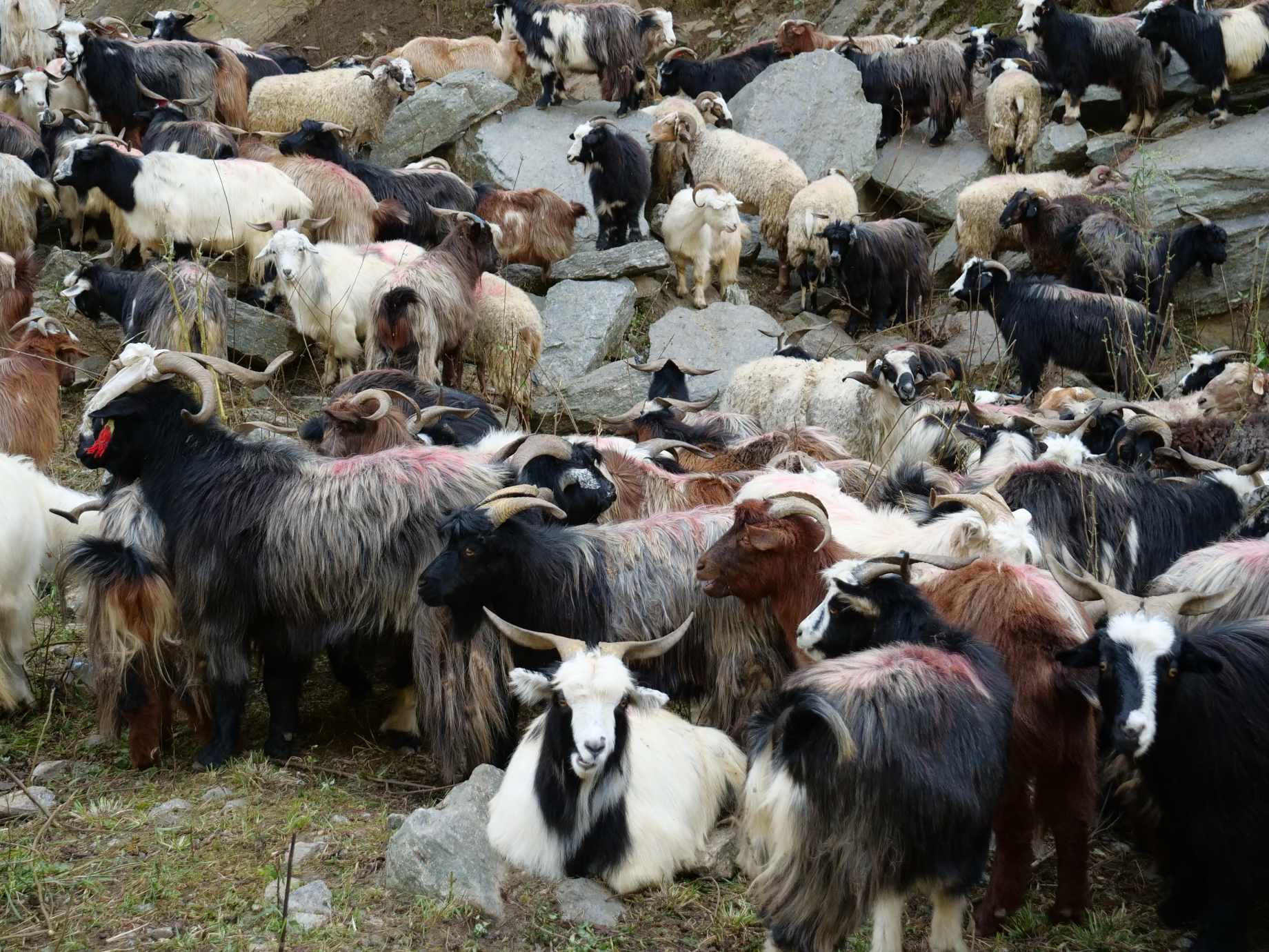 रसुवागढीबाट नेपाल भित्रिए भेडा च्याङ्ग्राहरू