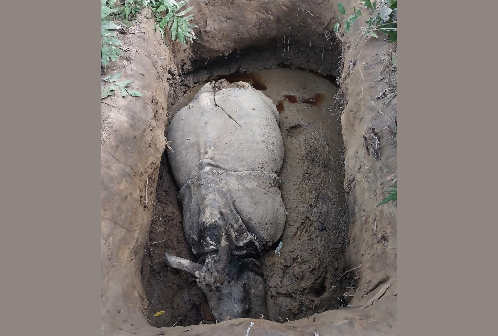 चितवन राष्ट्रिय निकुञ्जमा तस्करले मारे दुई गैँडा
