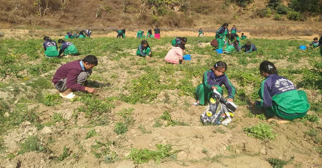 त्रिवेणी माध्यमिक विद्यालयका विद्यार्थीहरुले फलाएर १२ क्विन्टल आलु- पढ्दै कमाउँदै