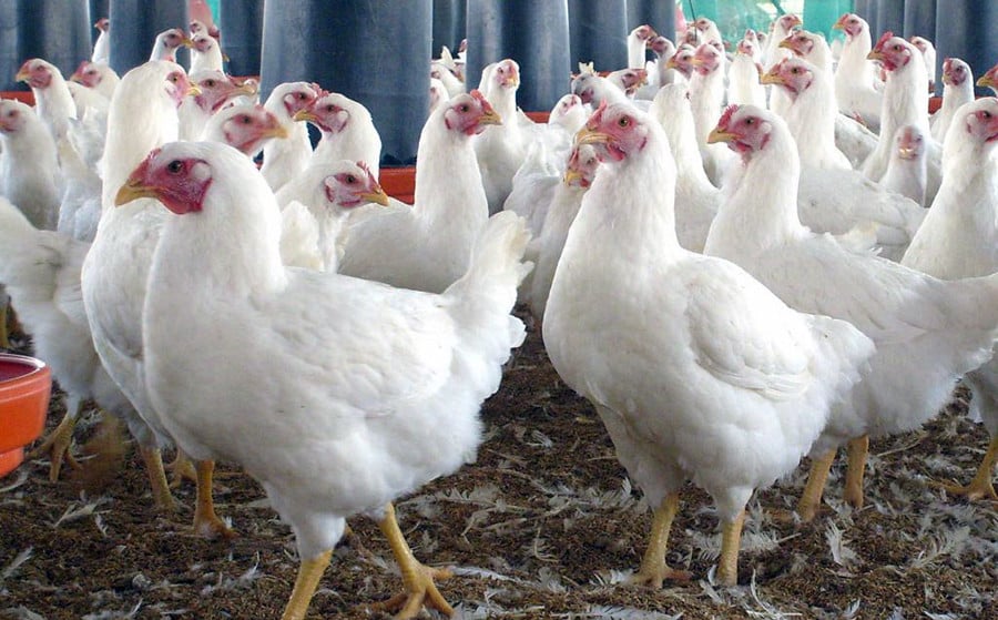 विदेशबाट फर्किएर कुखुरापालन,अर्जुनले कमाए मासिक एक लाख